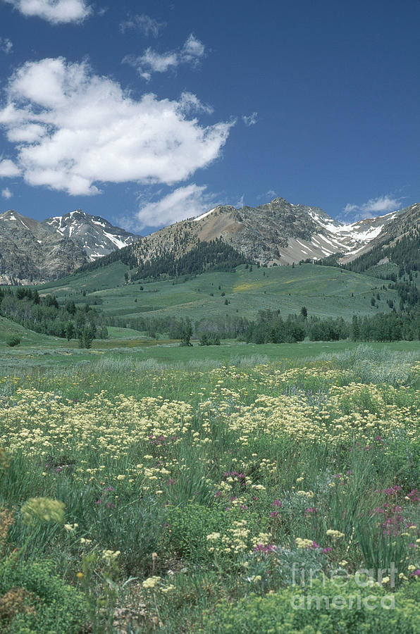 Boulder Mountains, Idaho #2 Photograph by William H. Mullins