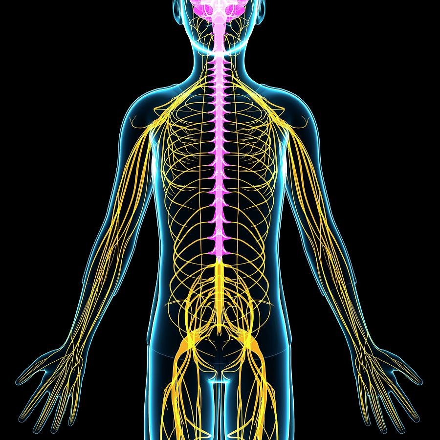 Boy's Nervous System Photograph by Pixologicstudio/science Photo ...