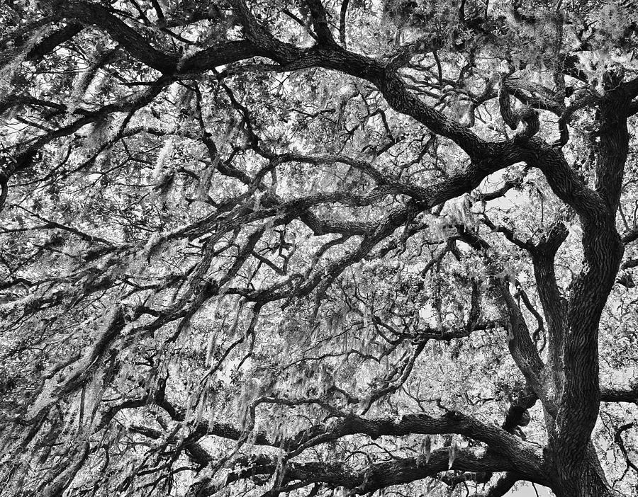 Black And White Photograph - Branches #2 by Paulette Thomas