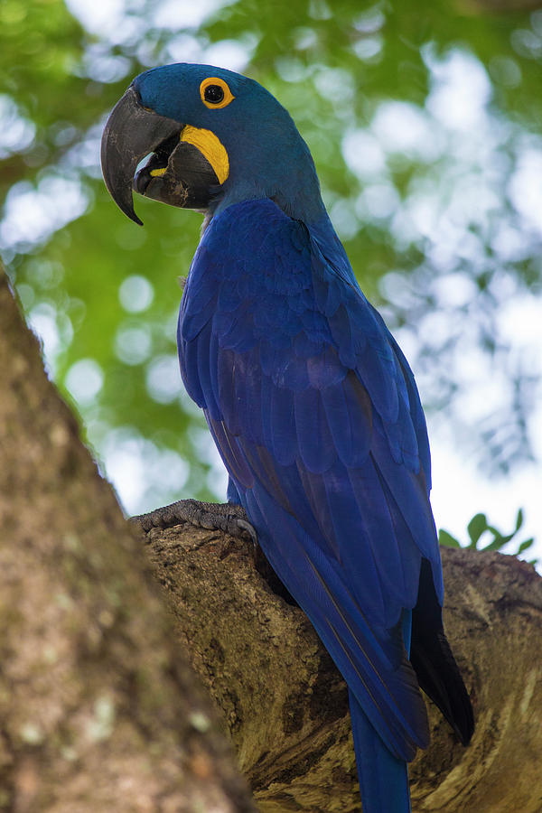 Brazil Hyacinth Macaw (anodorhynchus Photograph by Ralph H. Bendjebar