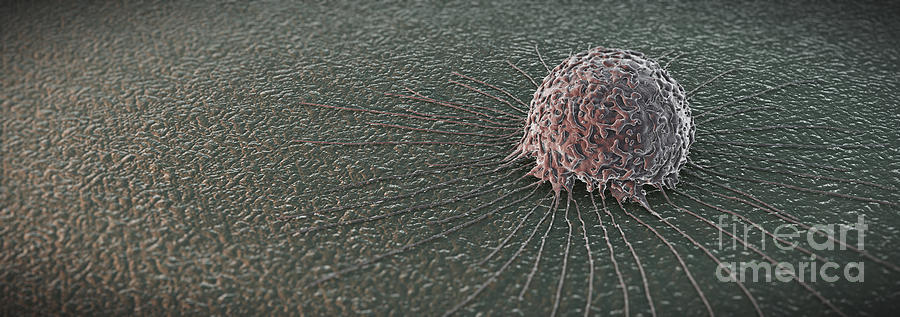 Breast Cancer Cell #15 Photograph by Science Picture Co