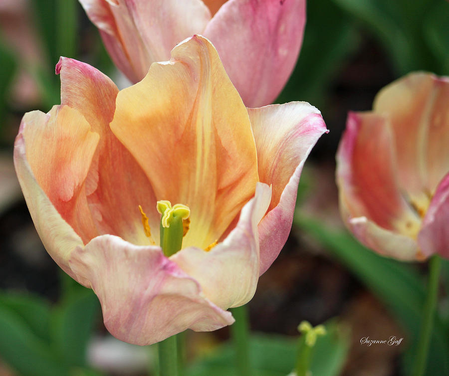 Tulip Photograph - Breathtaking #2 by Suzanne Gaff
