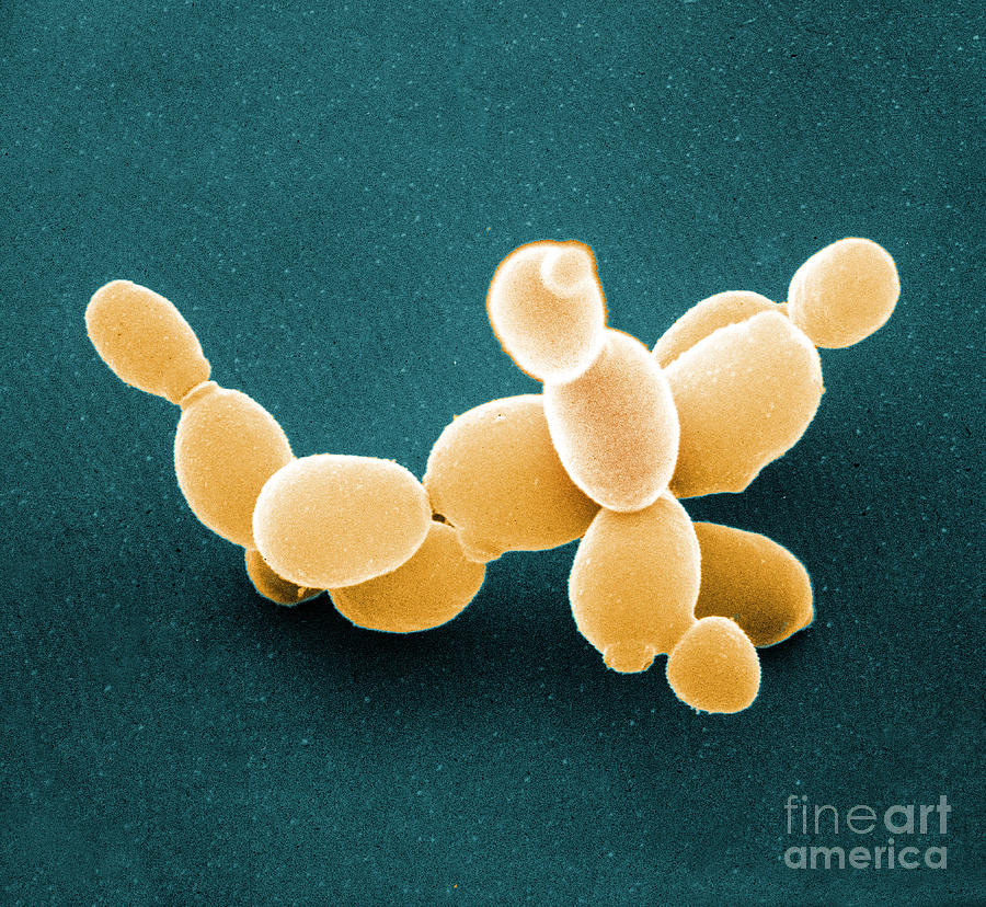 Brewers Yeast Sem #2 Photograph by David M. Phillips