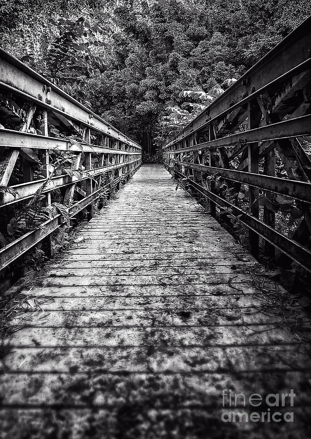 Jungle Photograph - Bridge leading into the bamboo jungle #2 by Edward Fielding