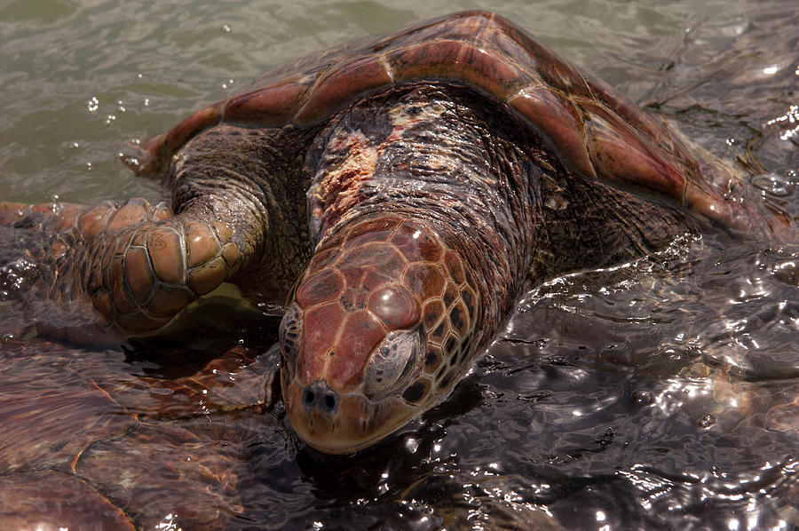 Turtle Photograph - British West Indies, Cayman Islands #2 by Lisa S. Engelbrecht