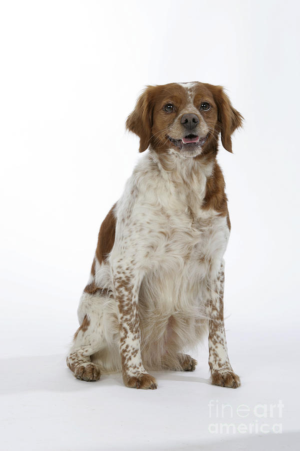 Brittany Spaniel Or Epagneul Breton Photograph By John Daniels