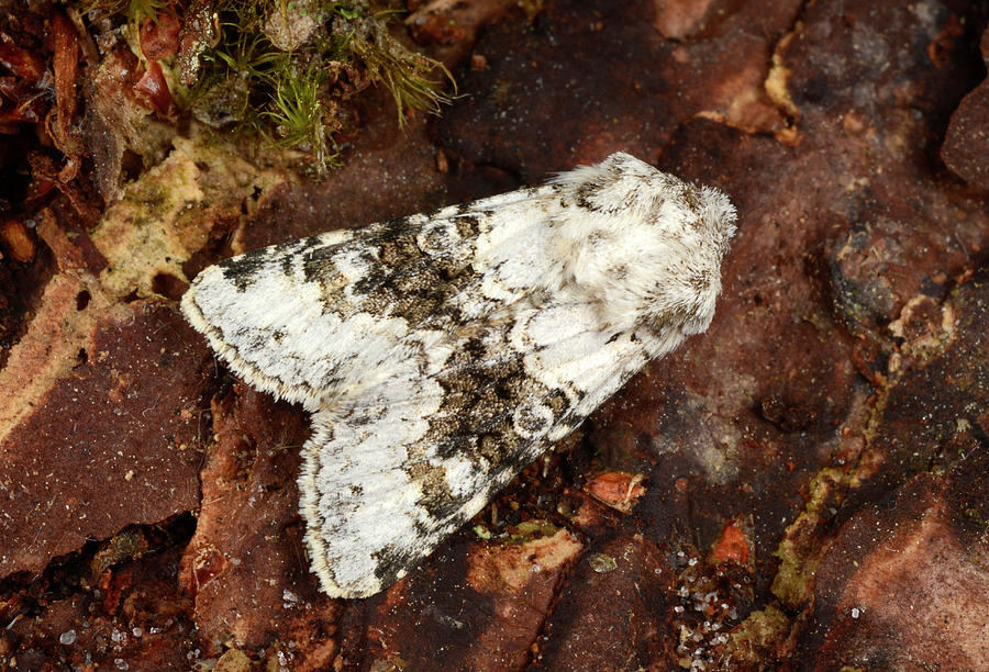 Insects Photograph - Broad-barred White Moth #2 by Nigel Downer
