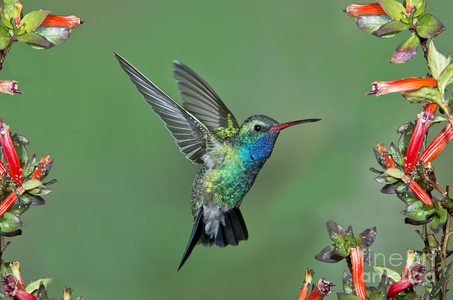 Hummingbird Photograph - Broad-billed Hummingbird #7 by Anthony Mercieca