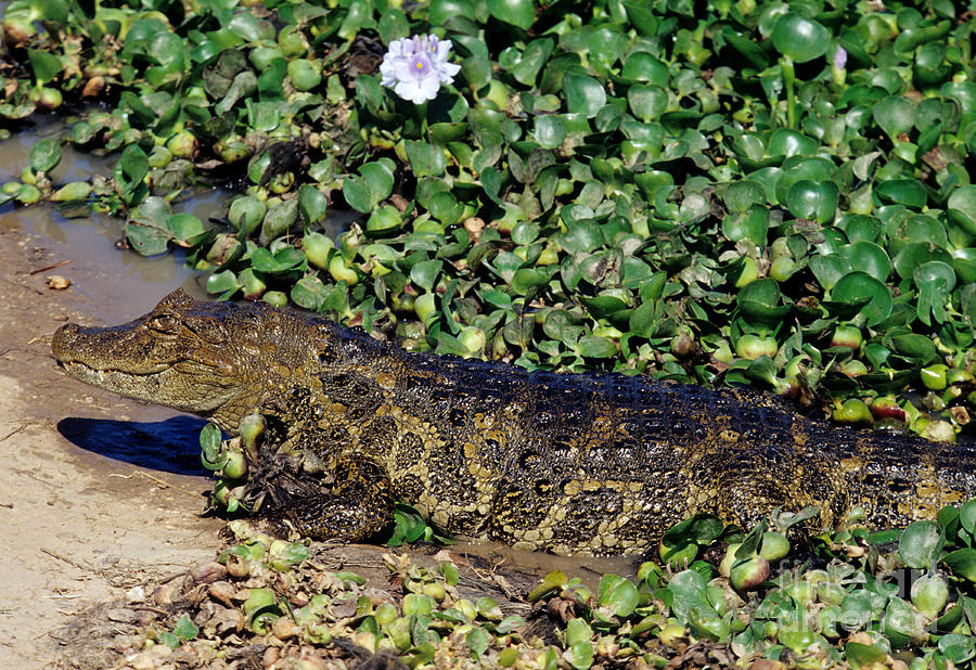 Broad-snouted Caiman #2 Photograph by William H. Mullins