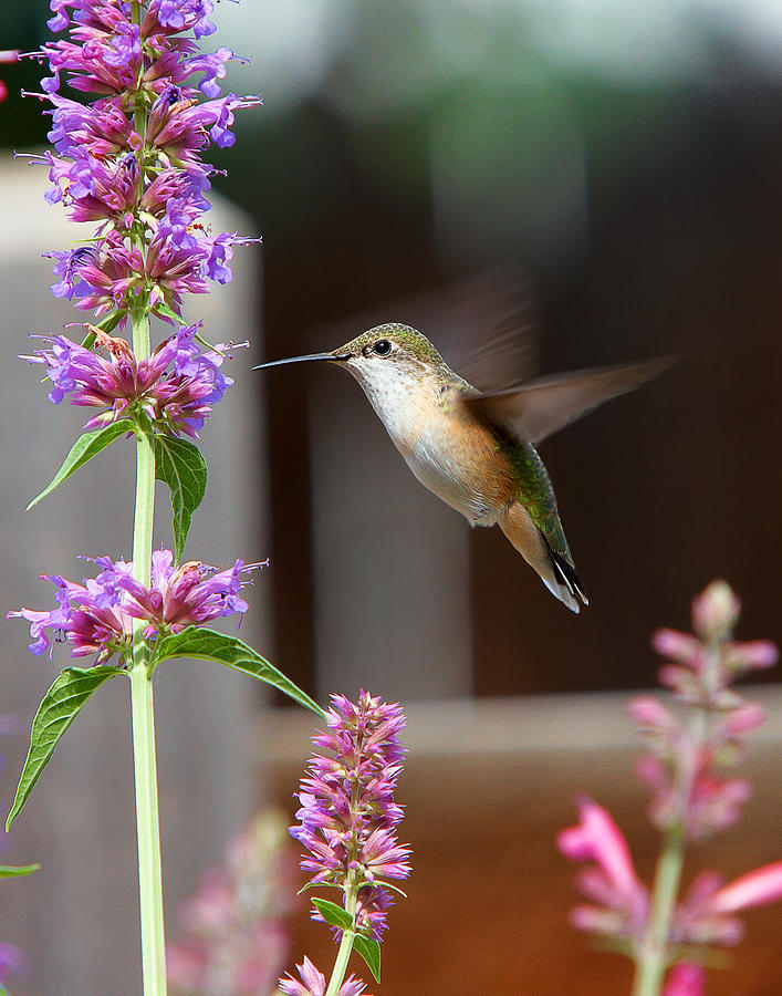 Broad-Tailed Hummingbird Photograph by Allen Lang - Pixels