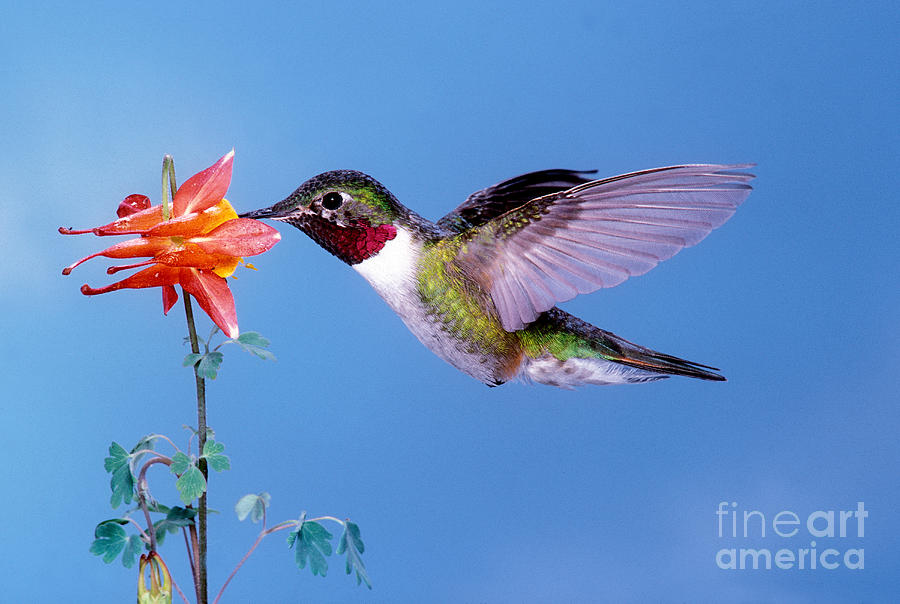 Broad-tailed Hummingbird #2 Photograph by Anthony Mercieca