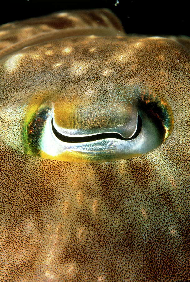 Broadclub Cuttlefish #2 Photograph by Matthew Oldfield/science Photo Library