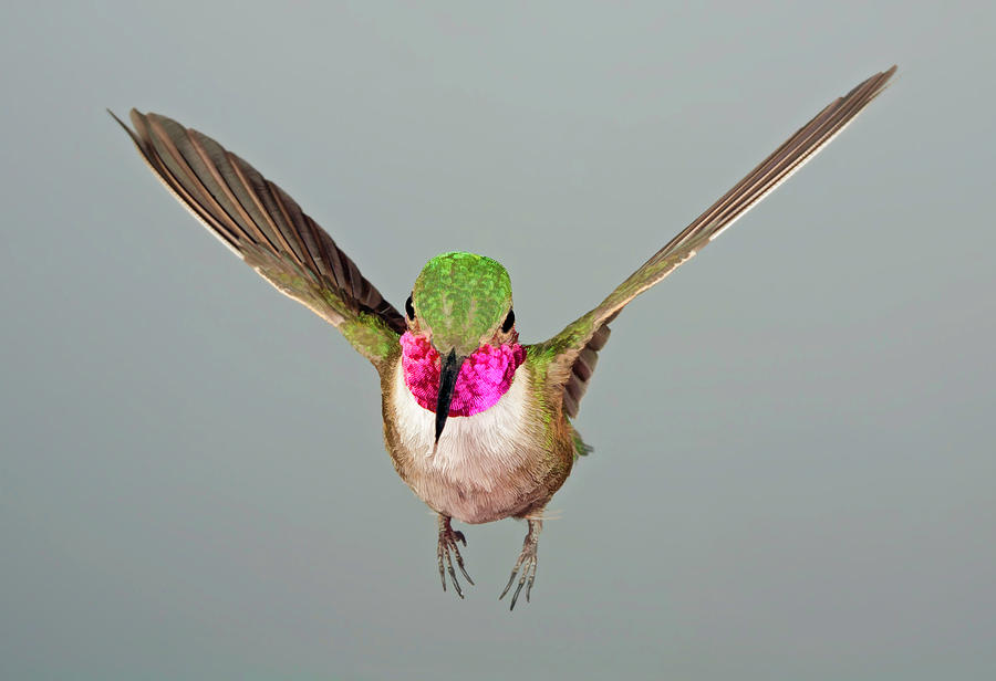 Broadtail Hummingbird Visualized #2 Photograph by Gregory Scott