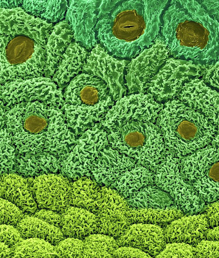 Broccoli Differentiating Apical Meristem #2 Photograph by Dennis Kunkel Microscopy/science Photo Library