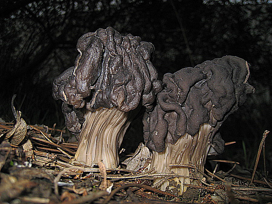 Mushroom Photograph - 2 Bros by John King I I I