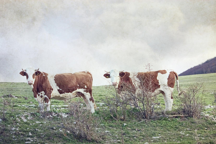 2 Brown And White Cows Photograph by Christiana Stawski
