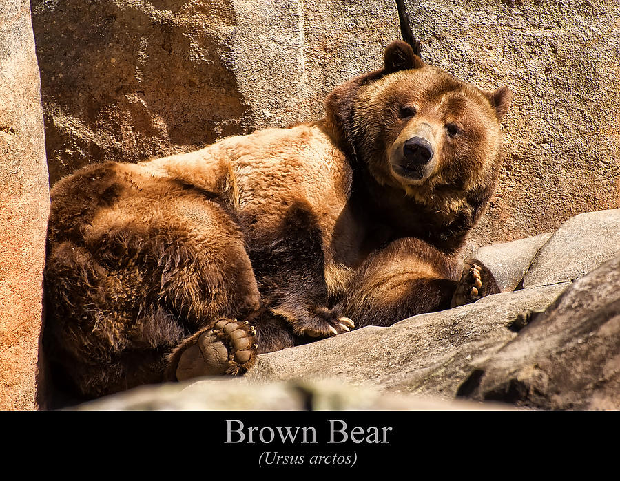 Brown Bear Digital Art - Brown Bear #2 by Flees Photos