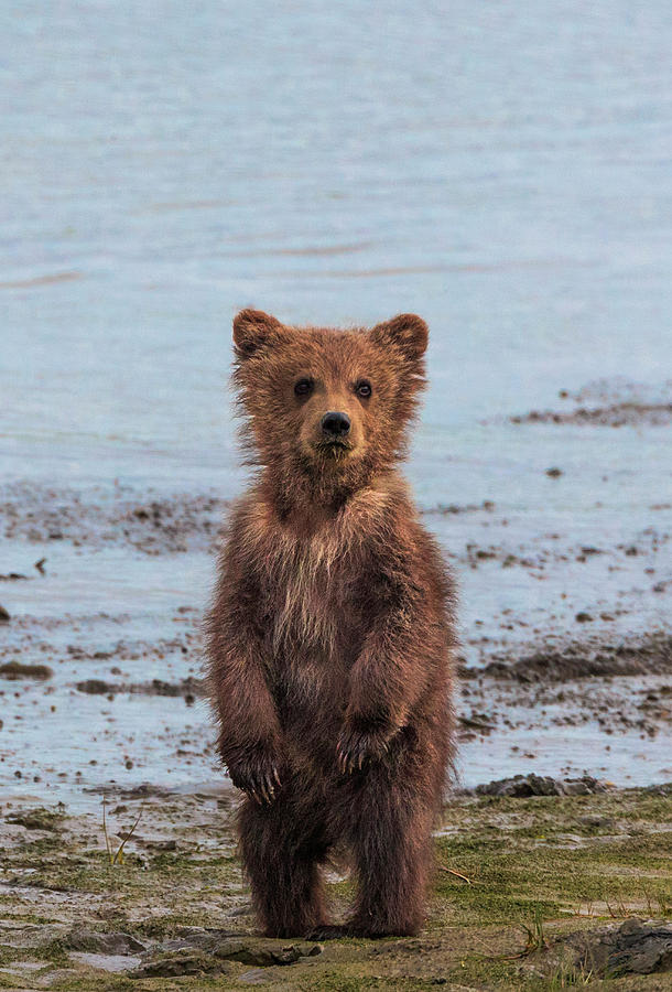 Brown Bear Cub, Lake Clark National #2 Photograph by Mint Images/ Art Wolfe