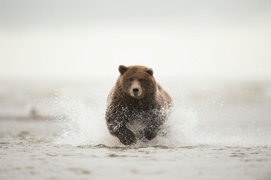 Lake Clark National Park Photograph - Brown Bear #2 by Dr P. Marazzi
