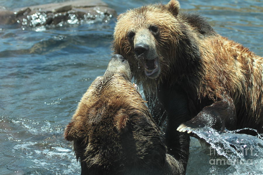 Bear Photograph - Brown Bears fighting by Dwight Cook