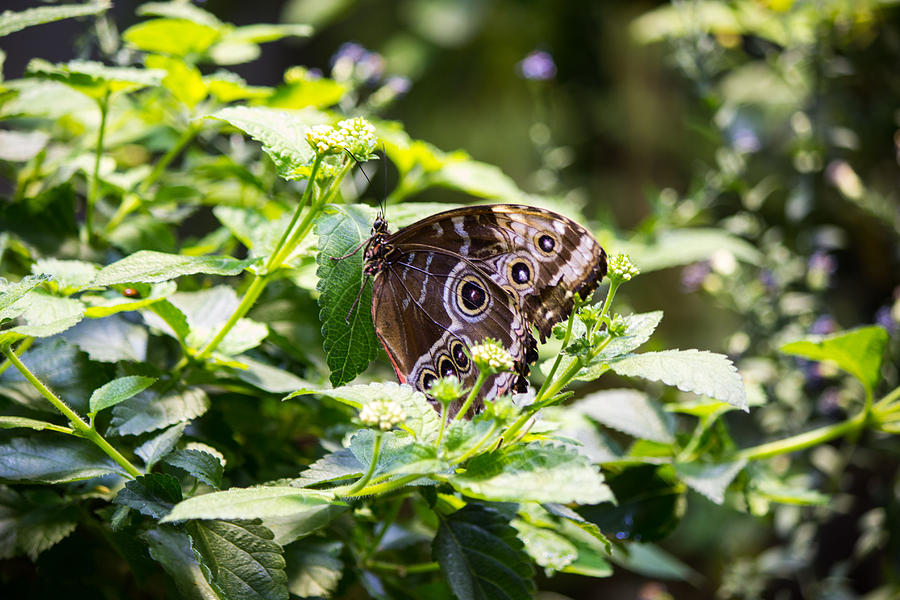 Brown butterfly #2 Photograph by Susan Jensen