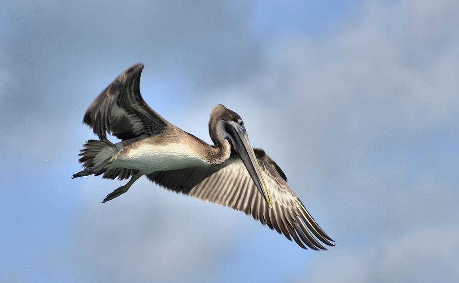 Animal Photograph - Brown Pelican #2 by Bill Hosford