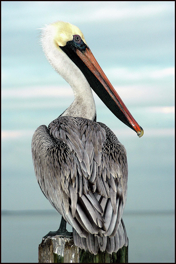 Pelican Photograph - Brown Pelican #2 by Geraldine Alexander