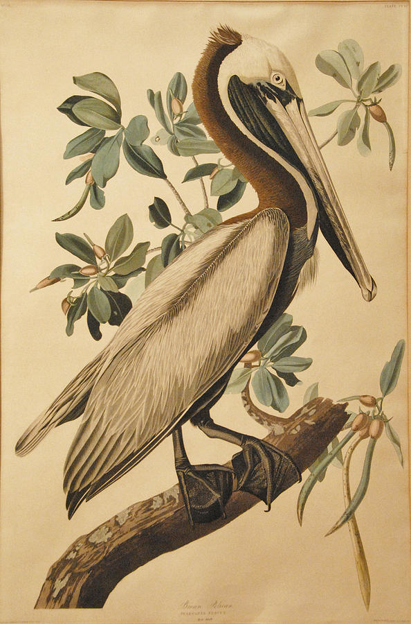 Brown Pelican #2 Drawing by John James Audubon