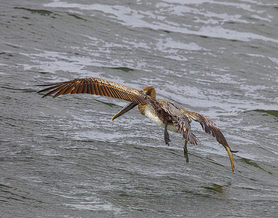 Pelican Photograph - Brown Pelican #2 by Joseph G Holland