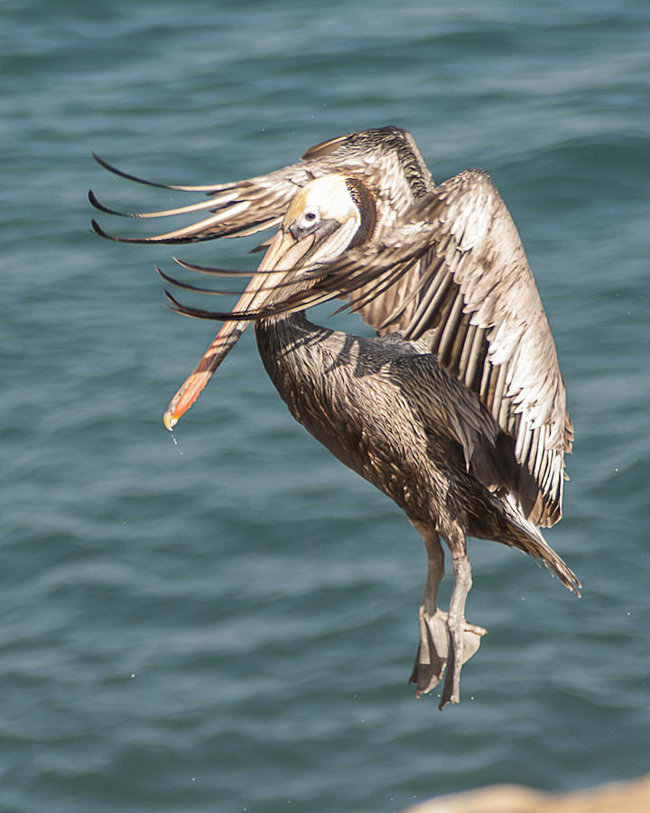 Brown Pelican Landing 3 Photograph by Lee Kirchhevel