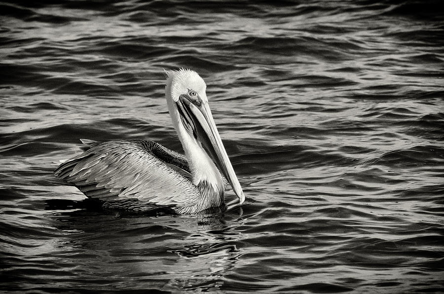 Black And White Photograph - Brown Pelican #2 by Patrick Lynch