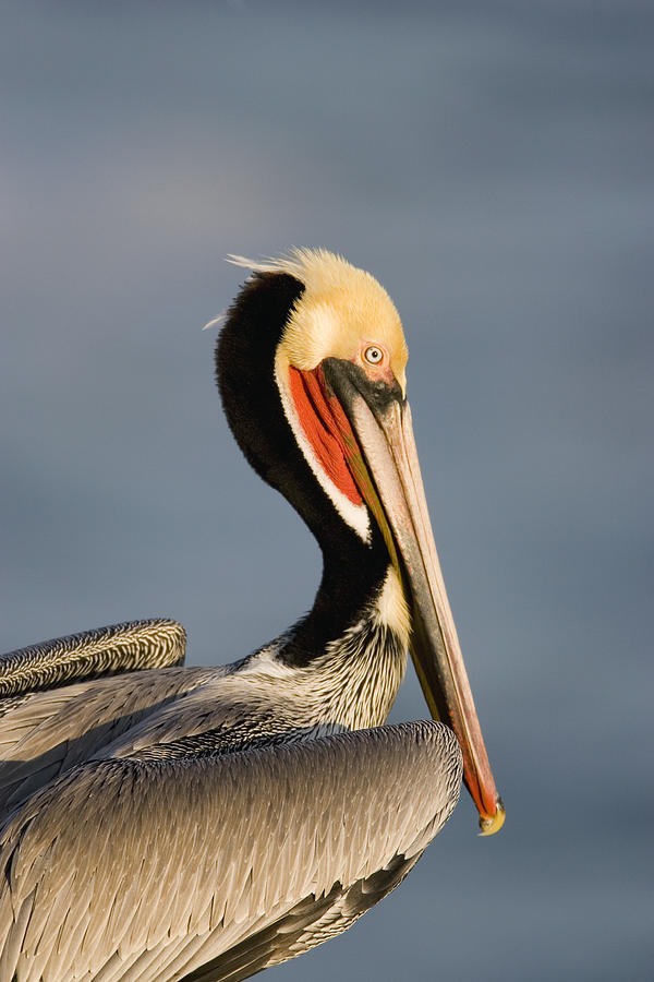 Brown Pelican Portrait California #2 Photograph by Tom Vezo