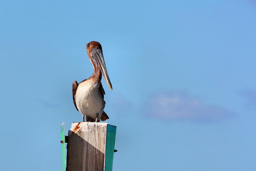 Brown Pelican-3 Photograph by Rudy Umans