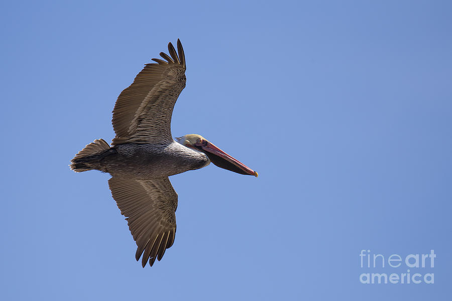 Pelican Photograph - Brown Pelican #2 by Twenty Two North Photography