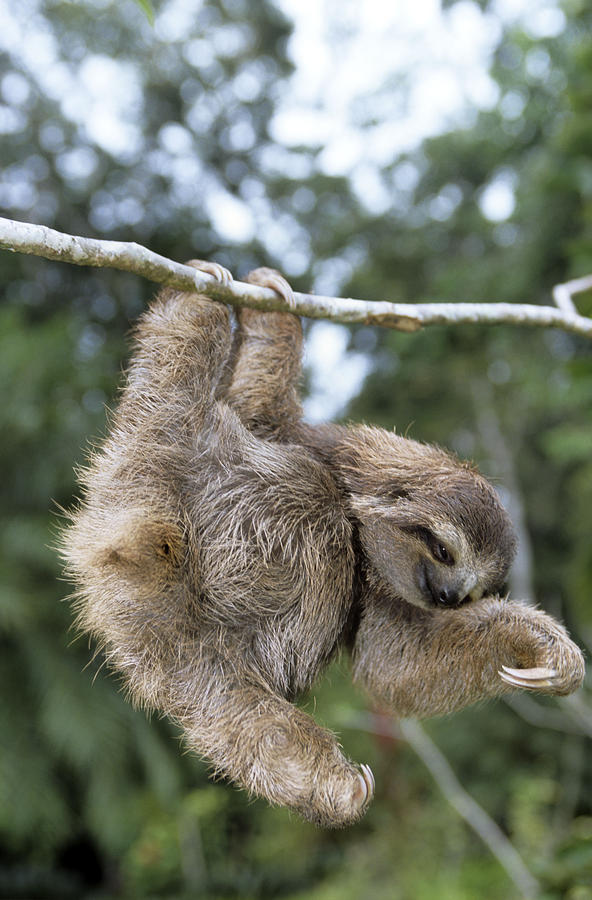 Animal Photograph - Brown-throated Three-toed Sloth #2 by M. Watson