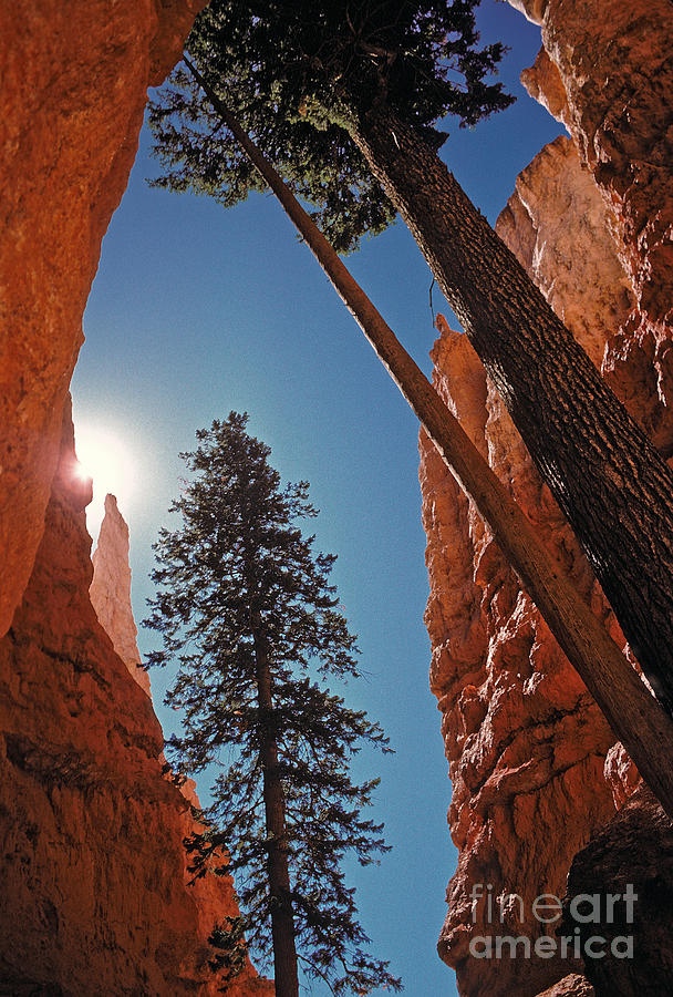 Bryce Canyon National Park Photograph - Bryce Canyon #3 by Howard Stapleton