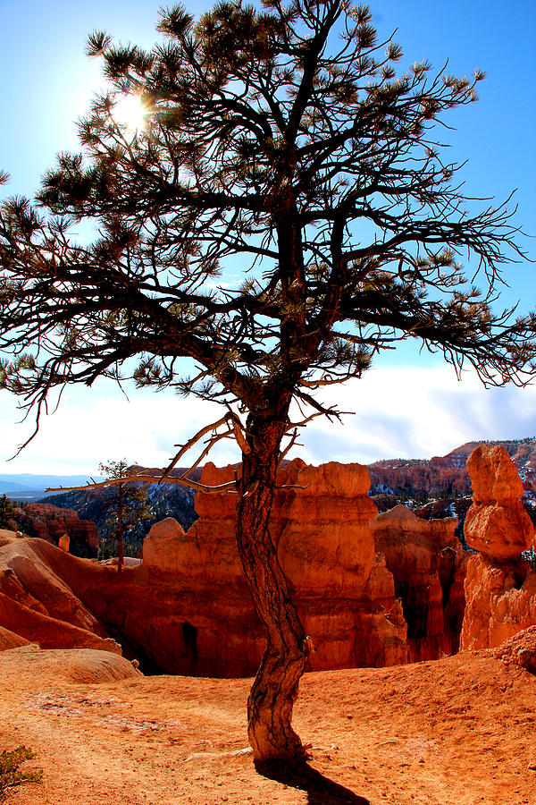 Bryce Canyon #4 Photograph by Marti Green