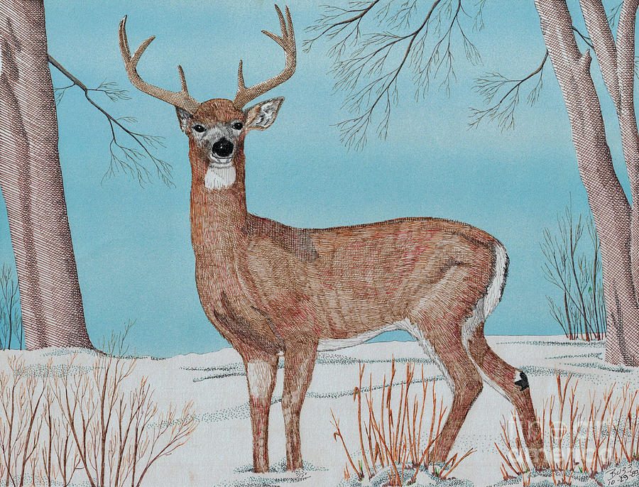 Buck Deer Drawing by Calvert Koerber - Pixels