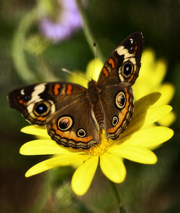 Buckeye Butterfly  #1 Photograph by Saija Lehtonen