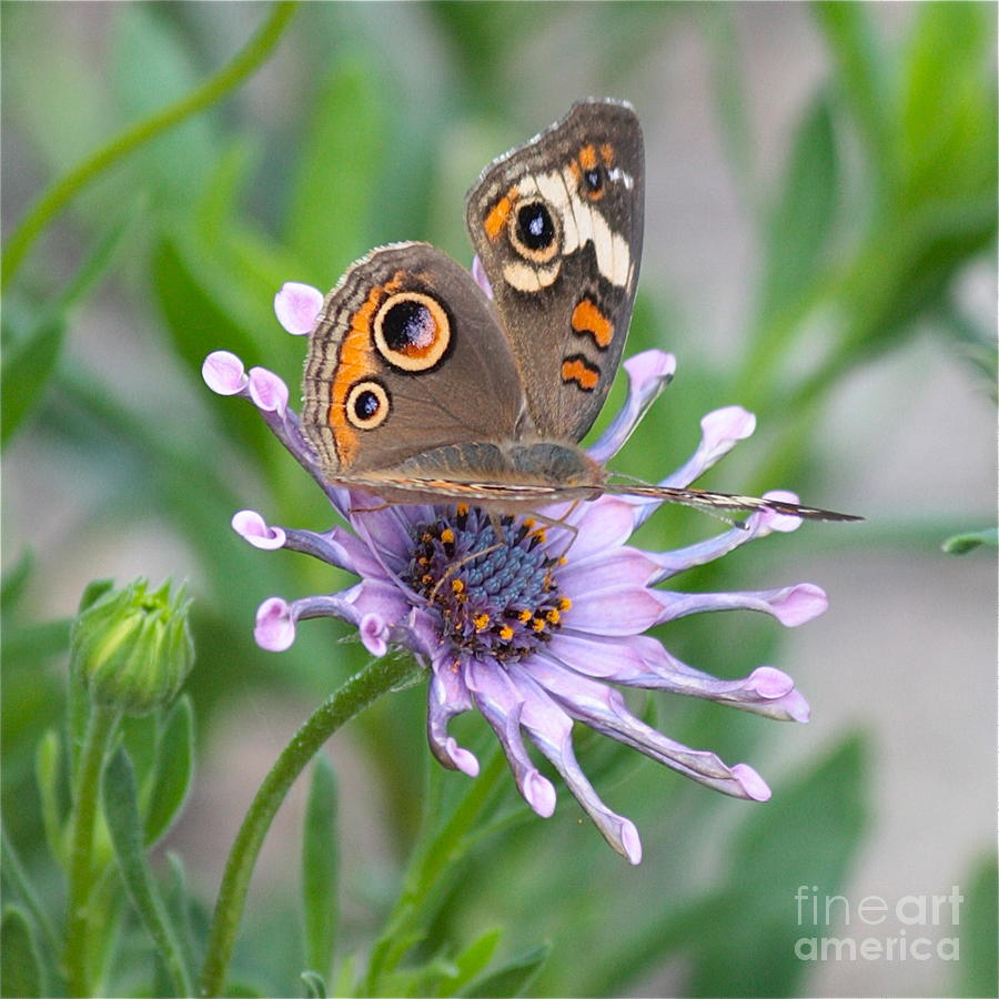 Nature Photograph - Buckeye Butterfly Square #1 by Carol Groenen