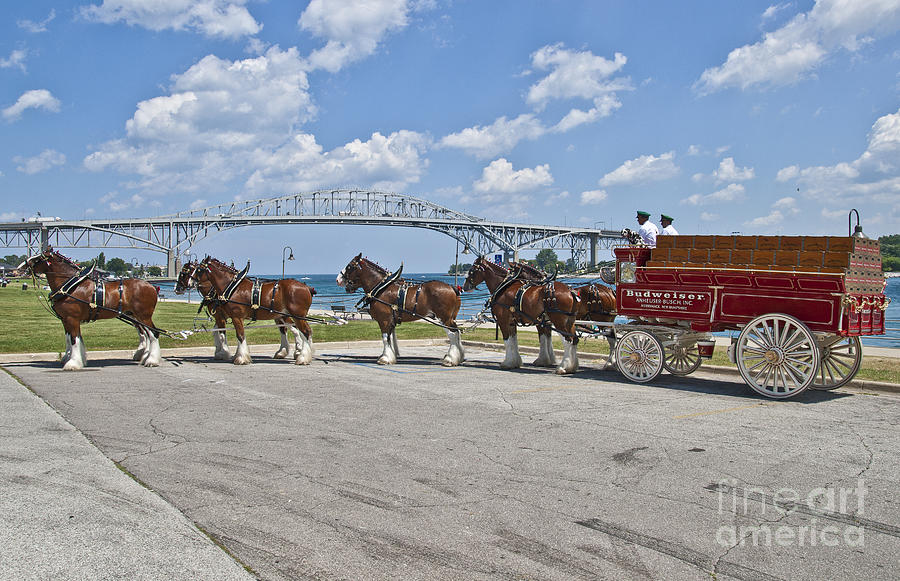 Budweiser Clydesdales #2 Photograph by Michael Petrick