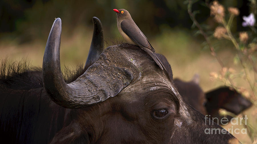 Buffalo Photograph - Buffalo And Oxpecker #2 by Mareko Marciniak