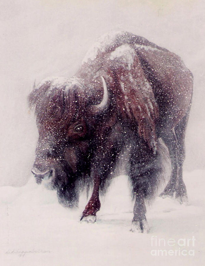 Animal Painting - Buffalo Blizzard #2 by DiDi Higginbotham
