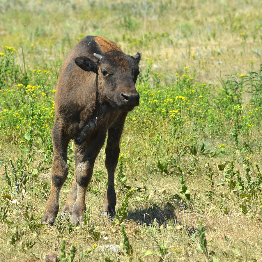 Buffalo Calf #2 Photograph by Greni Graph
