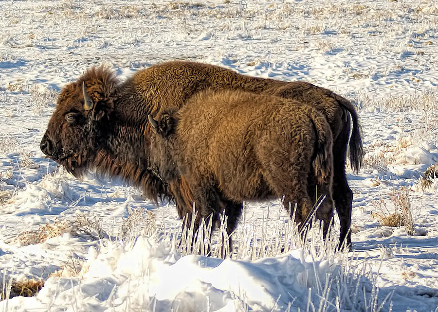 Buffalo in Winter #2 Photograph by Alan Hutchins