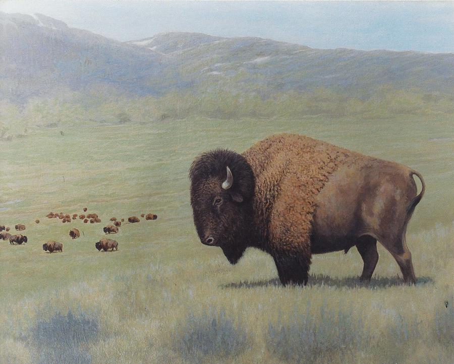 Buffalo In Yellowstone Painting by Alan Suliber | Fine Art America