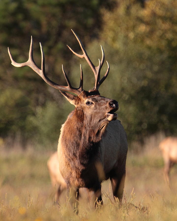 Nature Photograph - Bugling Bull Elk #2 by Bruce J Robinson
