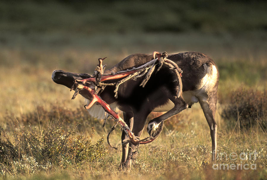 Bull Caribou #2 Photograph by Ron Sanford