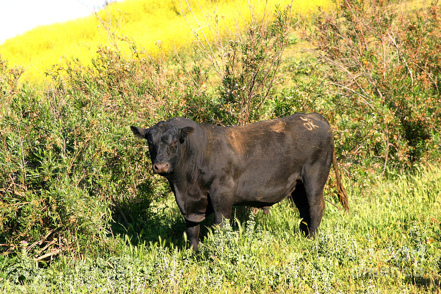 Bull #2 Photograph by Henrik Lehnerer