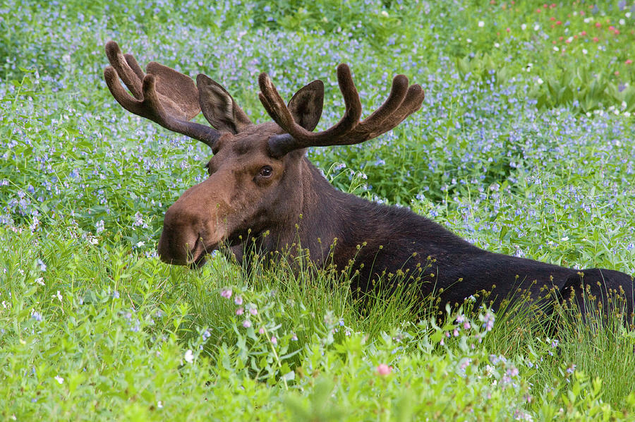 Salt Lake City Photograph - Bull Moose (alces Alces #2 by Howie Garber